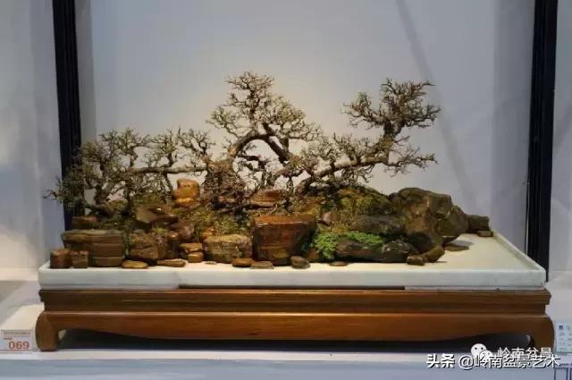 最美的100盆雀梅盆景,雀梅盆景第一年修剪视频