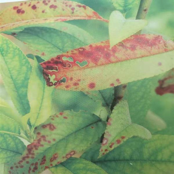 果树细菌性穿孔病防治方法,果树种植存在问题