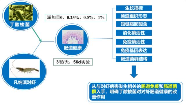 丁酸梭菌能快速修复肠道吗,丁酸梭菌在水产中有什么作用
