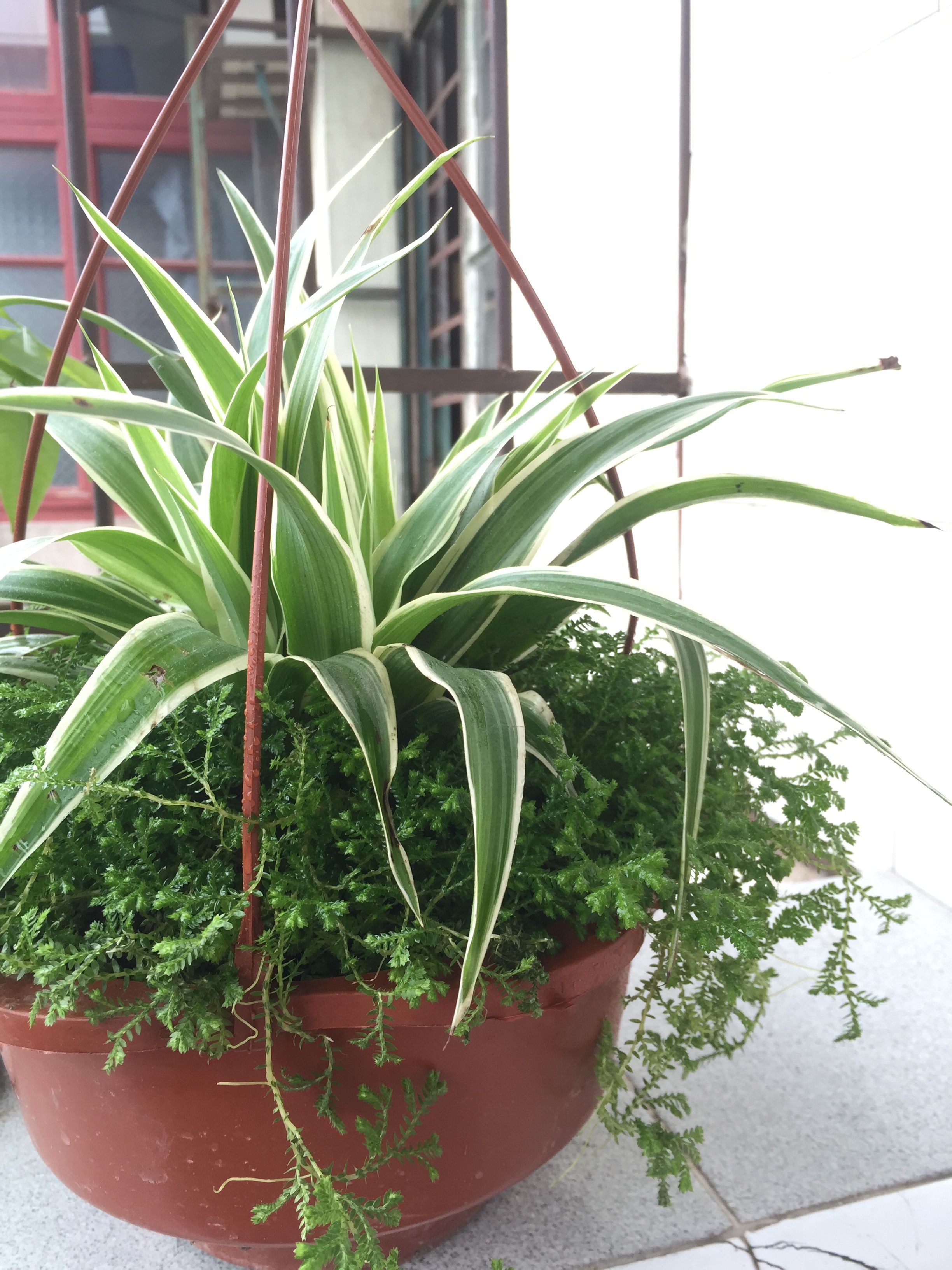 吊兰花卉的种类图片及名称,好看的吊兰植物图片及名称