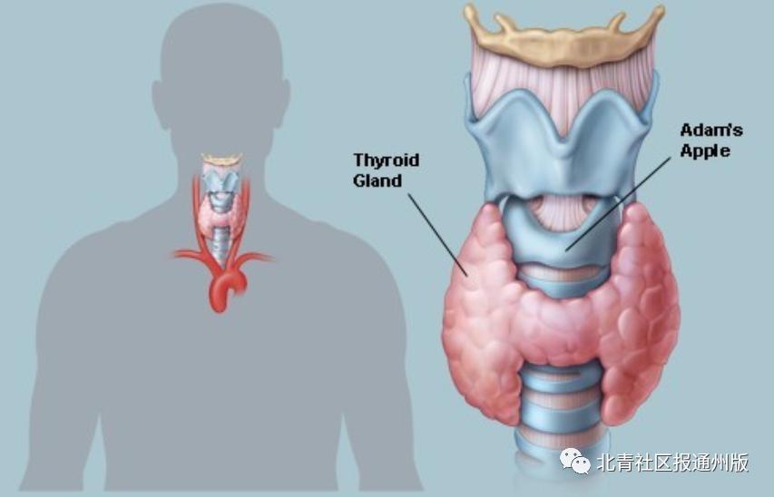 东直门医院甲状腺医生,东直门中医院通州东院甲状腺专家