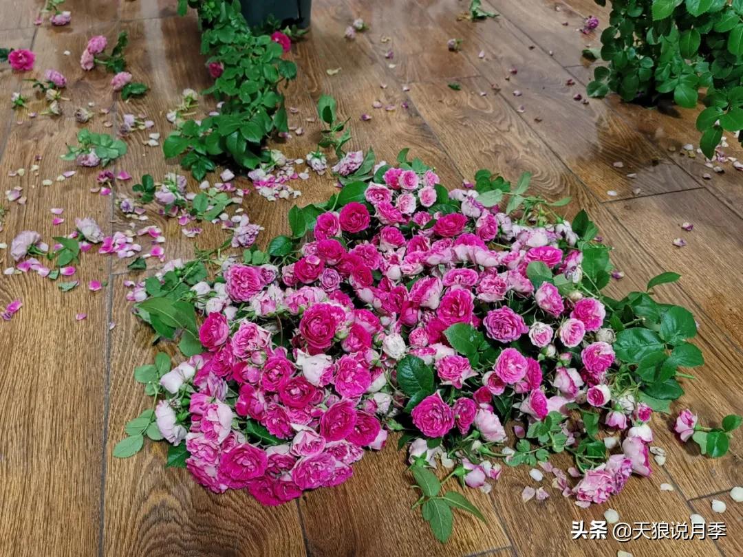 花友家的春花都开爆爆爆了，快来云赏花！（上）