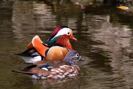 我们背诵并搜集了关于春天的古诗,描写春天的100首古诗三年级下