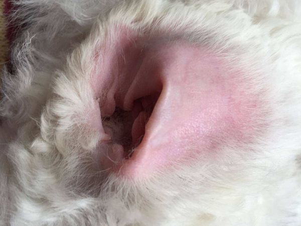 狗狗的耳毛是拔掉好还是剪掉好,狗狗拔了耳毛后用什么护理