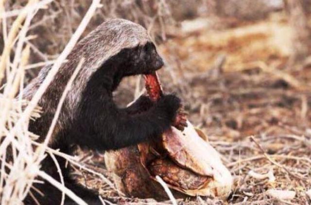 动物界的平头哥是怎么火的,平头哥动物界的扛把子