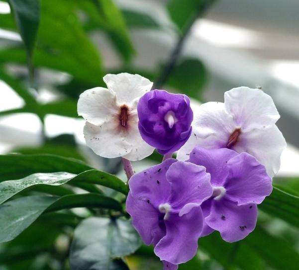 100种常见花卉图谱，收藏起来慢慢看，从此识花不求人