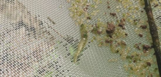 黑鳃、烂鳃、绿鳃、黄鳃，都让你心塞