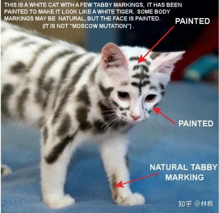 猫咪长红斑点是什么,你知道猫咪的毛色代表了什么吗