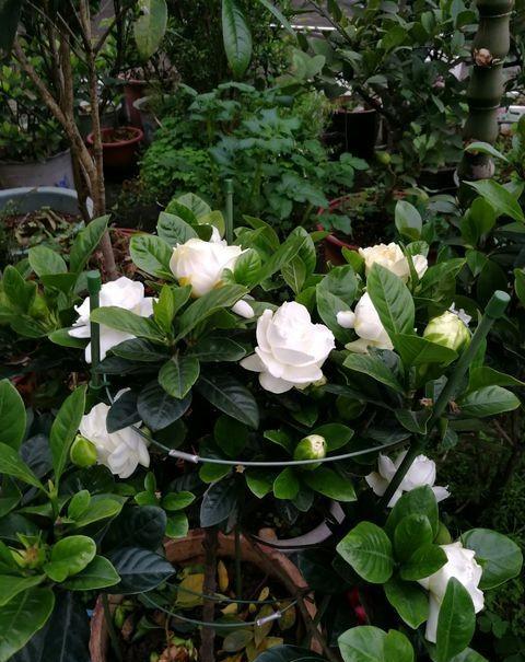 栀子花冬季如何使土壤变酸性,怎么改善栀子花的碱性土质