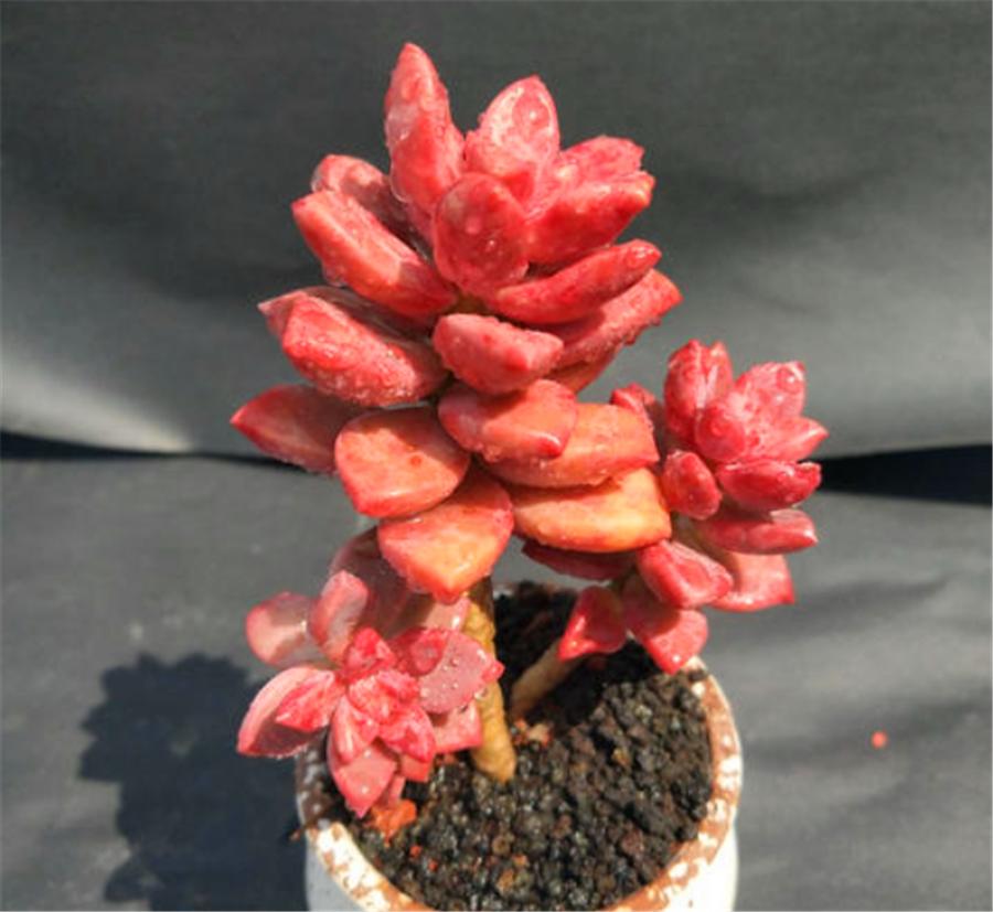 姬胧月特征,姬胧月变透亮