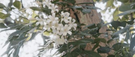 揭秘珠宝圈百年“网红”，常春藤凭什么得到这么多宠爱？