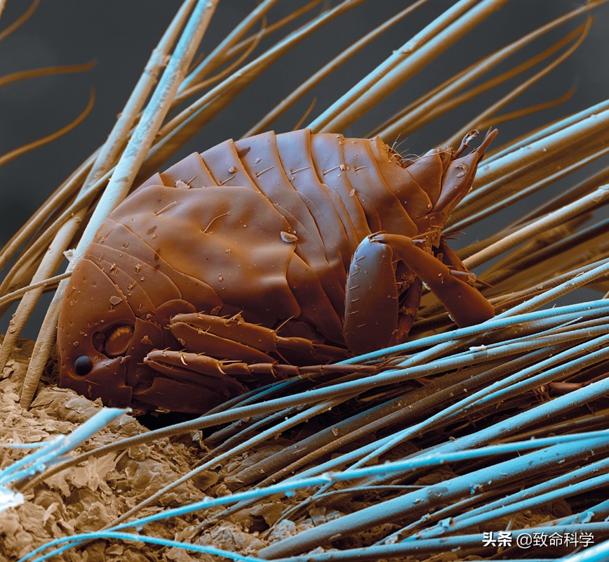 跳蚤可怕的克星,跳蚤可怕还是虱子可怕