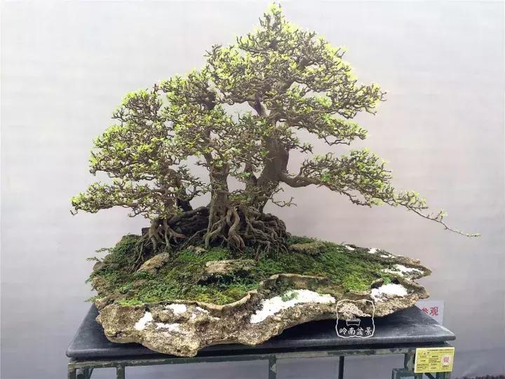 造型极美的盆景一起来欣赏,一组风吹出来的盆景欣赏动感十足