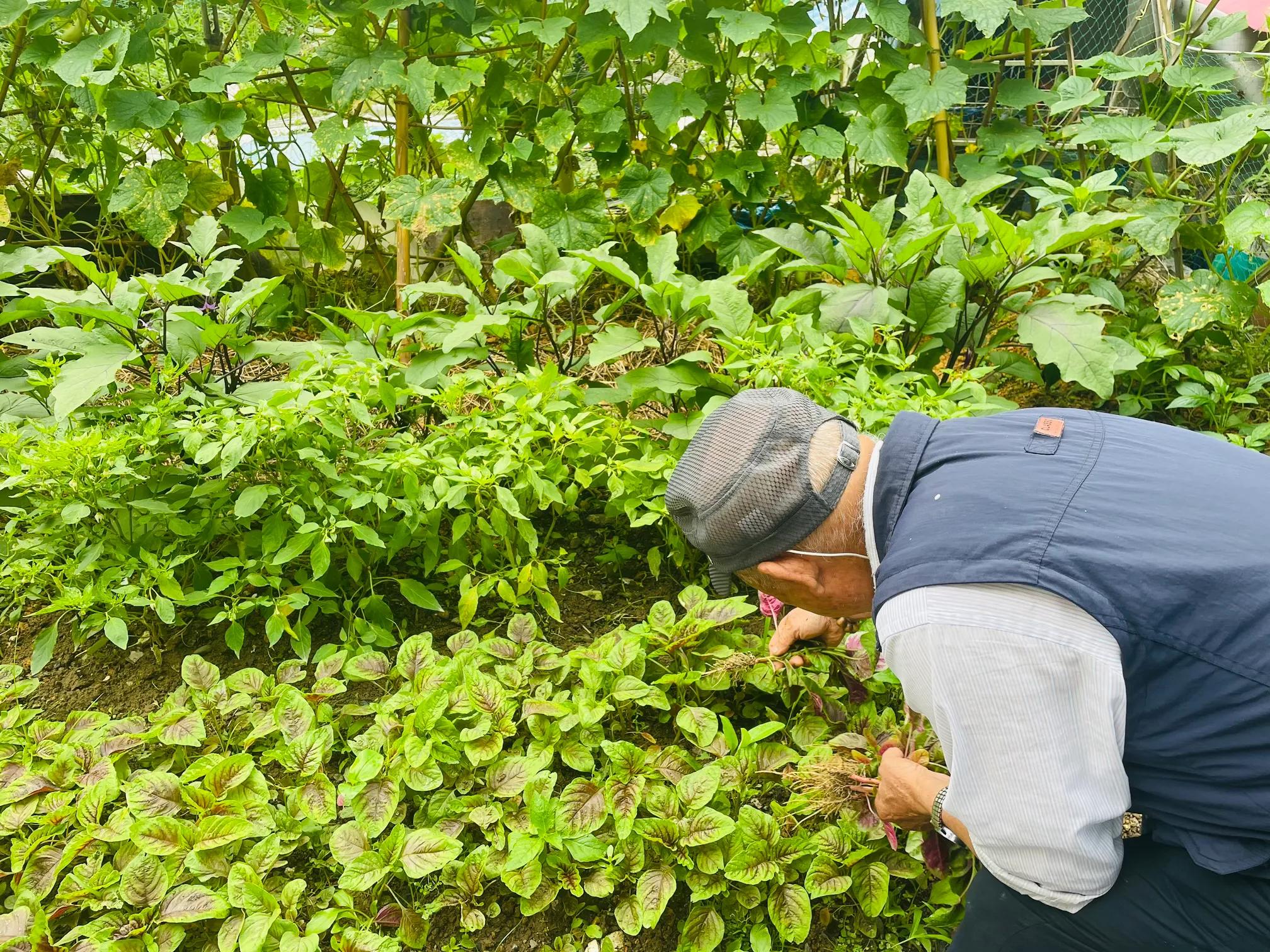 在农村老家卖菜种,在农村里买菜苗