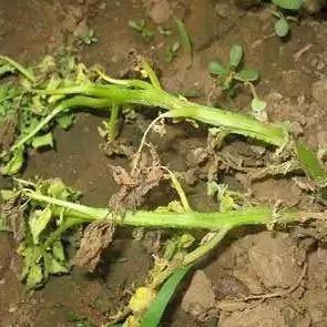 马铃薯的地下害虫有哪些,马铃薯种植技术及病虫害防治