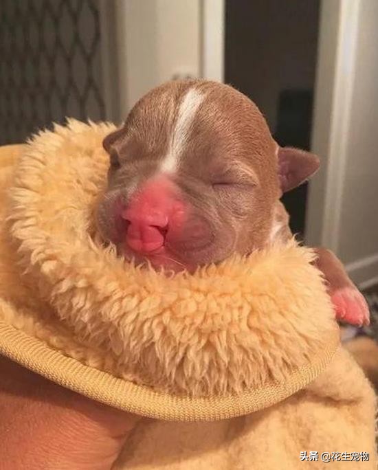 天生唇裂,丑到连亲妈都认不出,这只斗牛犬如今逆袭成白富美