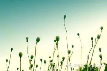 三之三教育,三之三教育理念