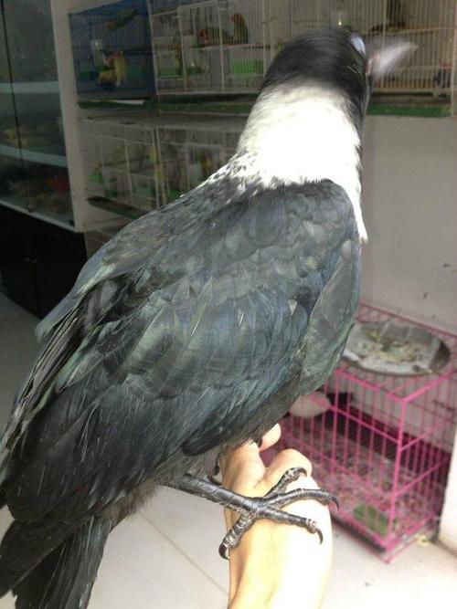 养鹦鹉和养观赏鸟哪个好,观赏鸟养殖的现状及前景