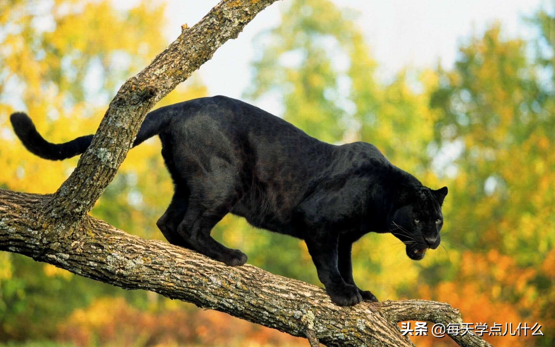 黑豹是什么品种的豹子,黑豹是猫科还是豹猫科