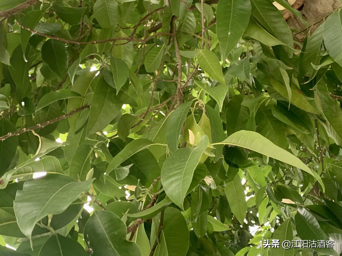 泸州五月多芬芳，黄桷兰香气质雅，这是沽酒客眼里的花中君子