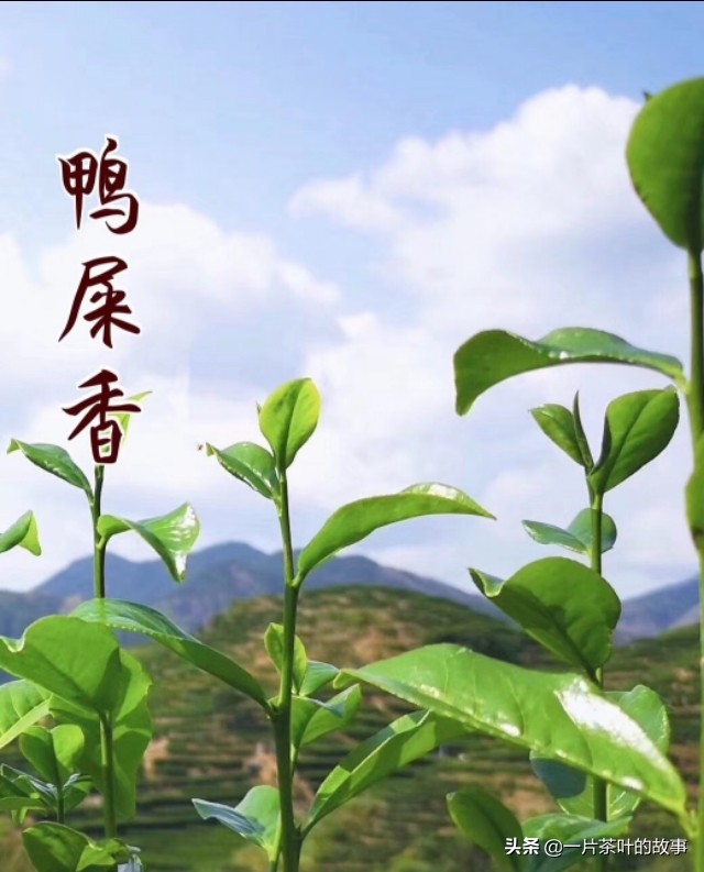 凤凰单丛鸭屎香柠檬茶冲泡方法,凤凰单丛鸭屎香茶最佳冲泡方法