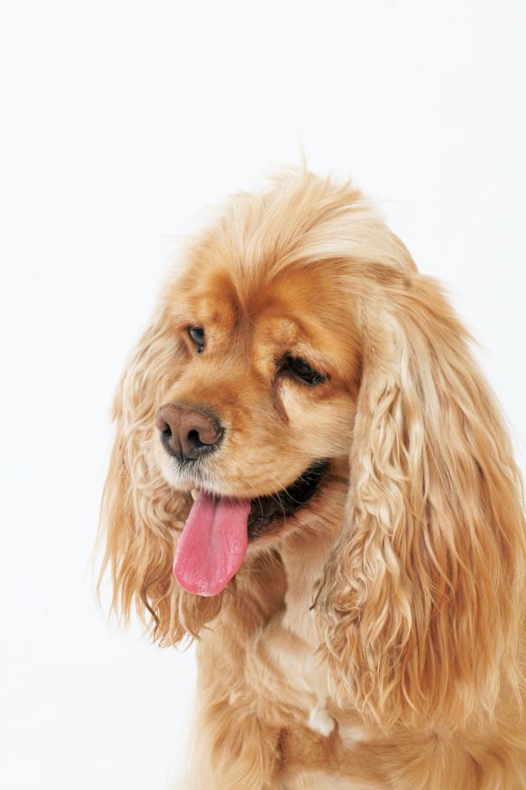 尿结石的危害视频,尿结石狗狗症状有哪些