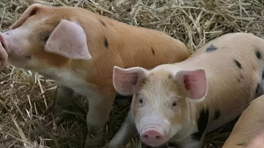 目前猪场普遍采用人工授精技术,养猪场人工授精关键技术