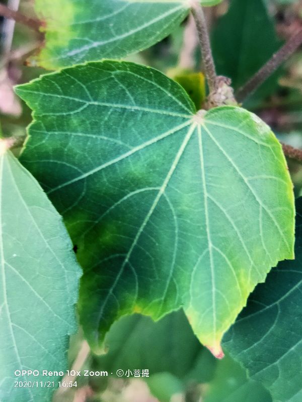 这种花通常用来比作美丽的女子，有人拿来做药，还有人当野菜吃