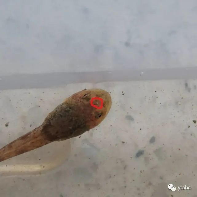 老鼠偷偷溜进博物馆，杀死拥有三只眼的远古生物