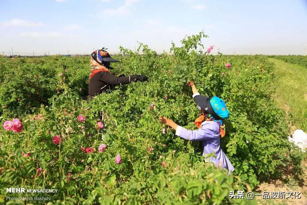 伊犁大马士革玫瑰花,伊朗大马士革纯玫瑰露