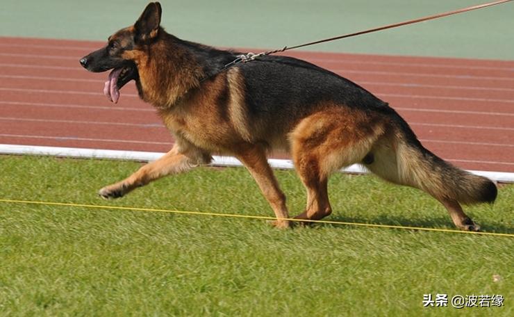 养宠必备常识有哪些,宠狗的十大禁忌