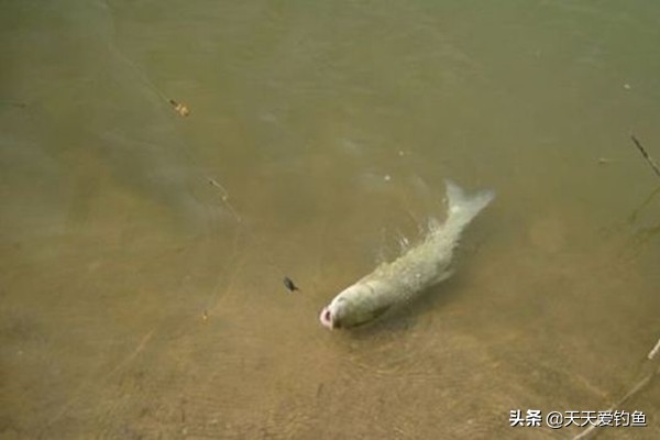 浮钓草鱼串钩如何挂钩,手竿串钩适合浮钓草鱼吗