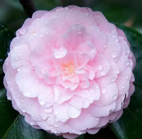 高山不语自巍峨下一句,高山不语自有巍峨怎么解释