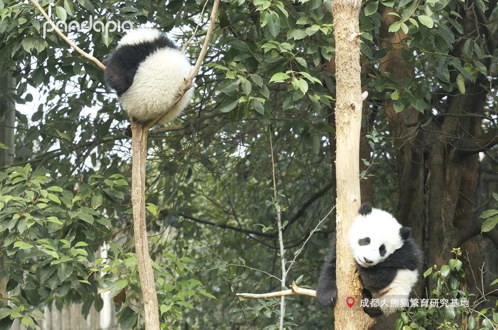 挂树的正确方法,猴子挂树姿势