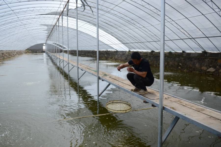 南美白对虾没有氧但是密度不厚,南美白对虾小棚养殖放苗密度