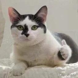 平安福性价比最低,平安福到底值不值得买2019