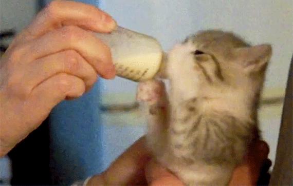 3个月的布偶猫怎么培养性格,怎么培养小猫有猫德