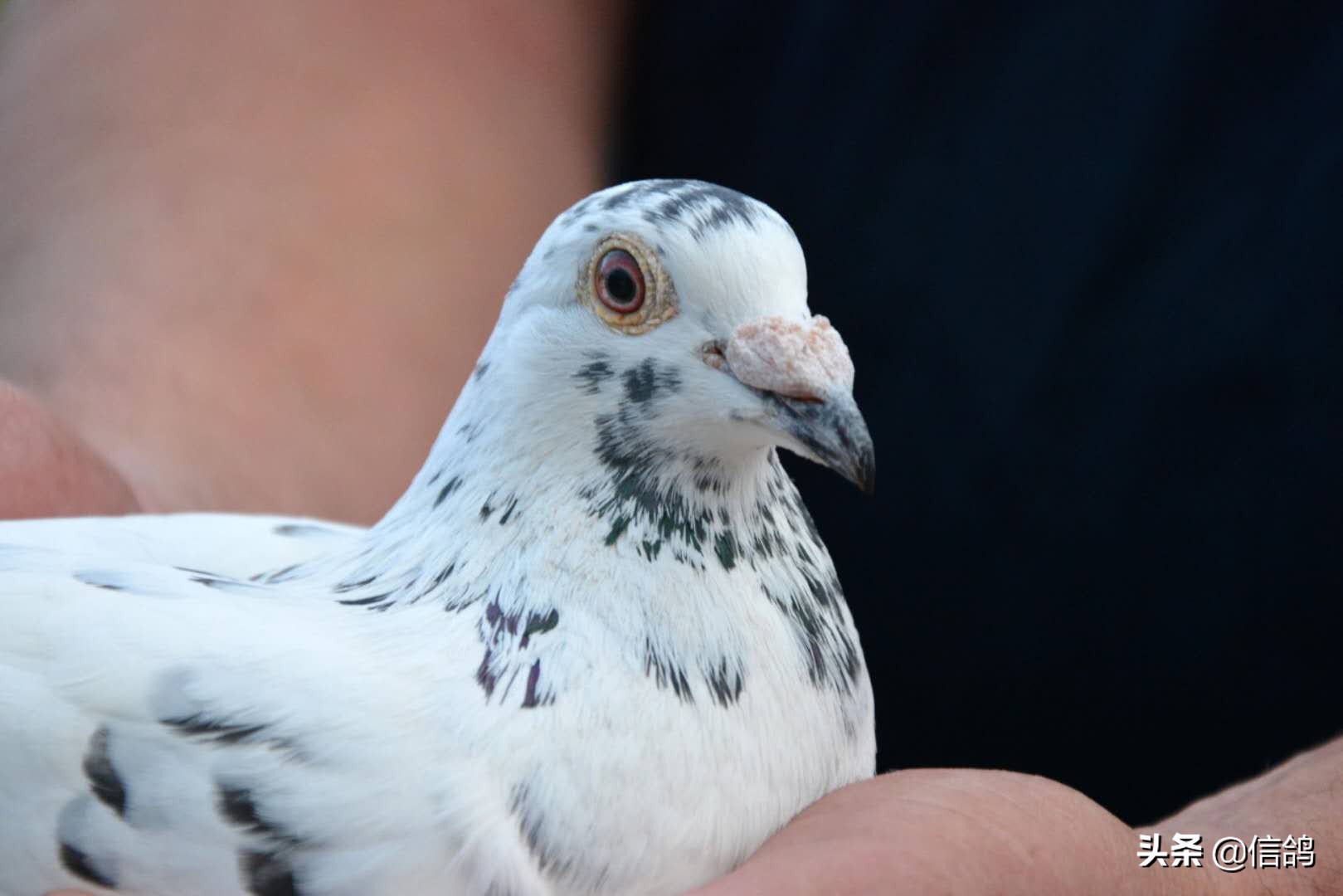 腺病毒潜伏期治疗方法,秋季赛鸽预防腺病毒注意事项