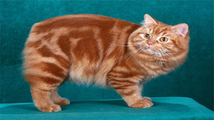 猫咪拉完屎屁股很臭怎么办,3秒除臭除菌猫咪