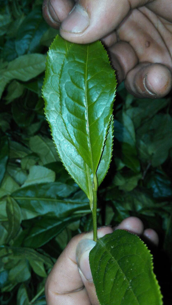 品武夷岩茶几大要领,如何品一杯武夷岩茶的好坏