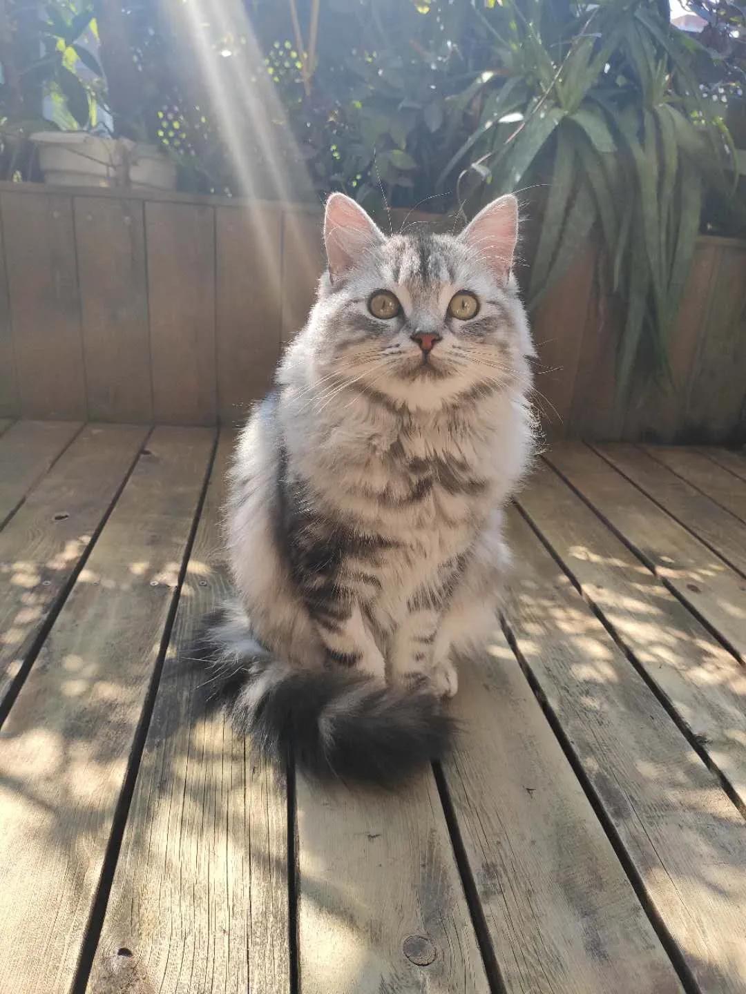 养猫后才知道爱是什么,养猫之后才知道原来只看猫睡觉