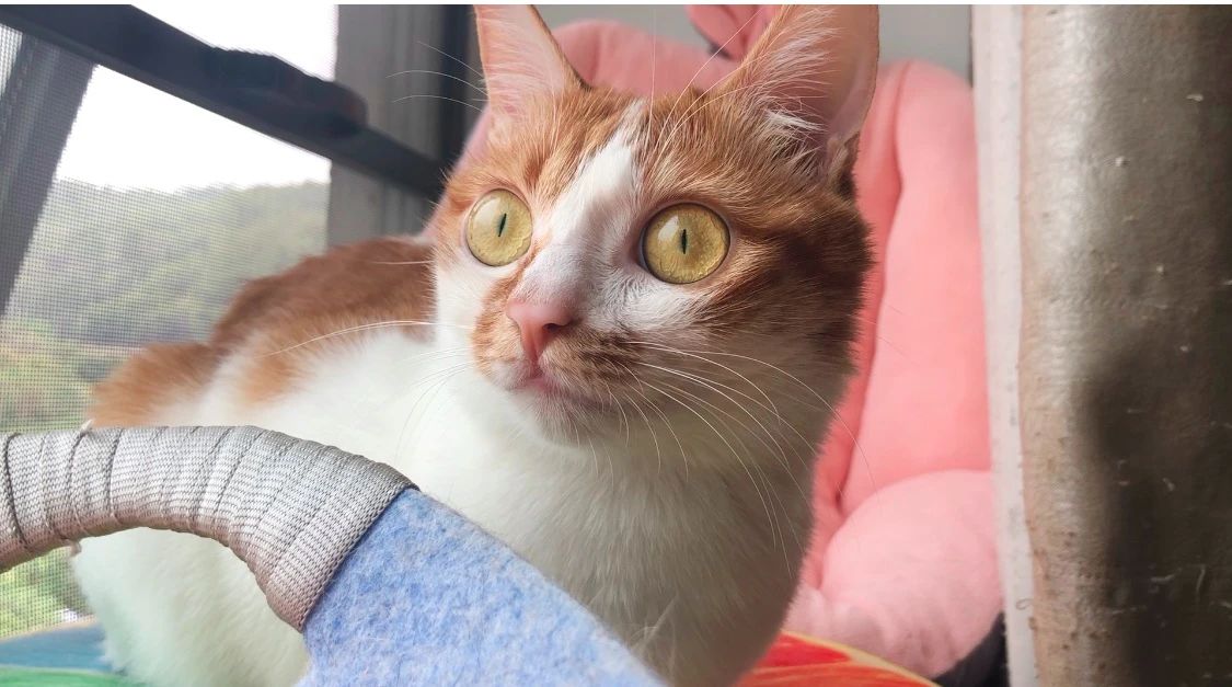 家猫引入中国的记载,家猫是恐猫演变而来的吗