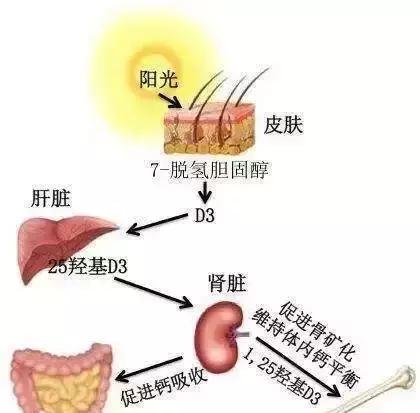 婴儿晒太阳补钙的最佳时间晒多久,晒太阳补钙的最佳时间晒多久冬天