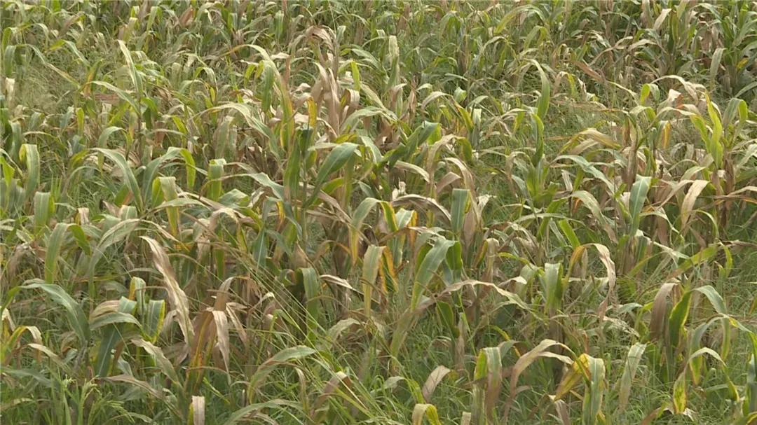 我为农民群众办实事活动方案,秸秆回收再利用变草为宝促增收