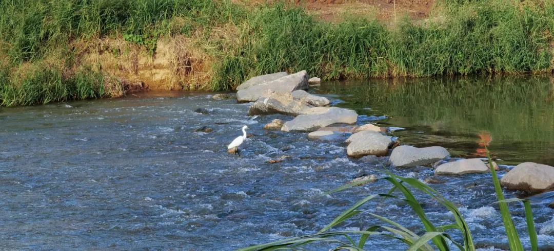蝶变茅洲河，遇见城之美/同济设计TJAD