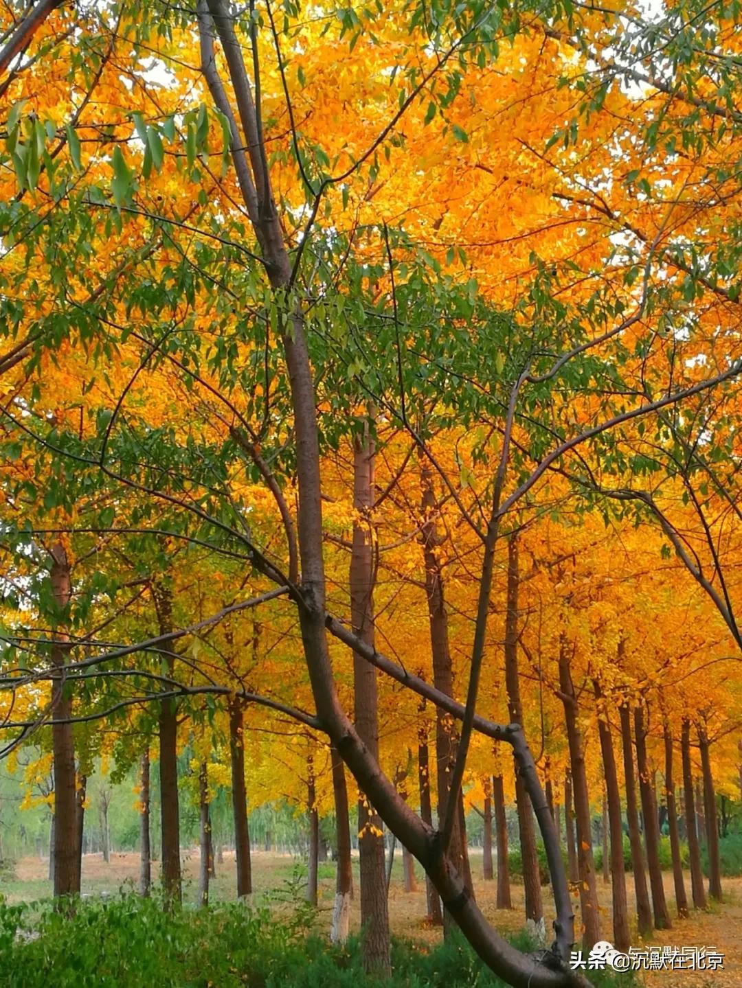 北京之秋的感受,最美的北京之秋