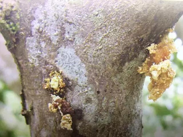 柑橘爆皮虫应该如何防治,柑橘爆皮虫的防治最佳时期