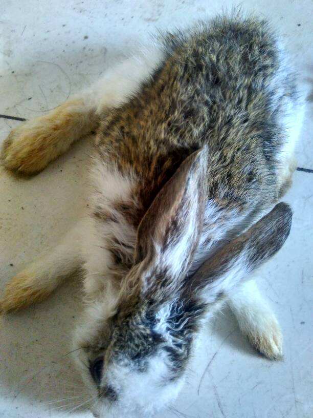 兔子耳螨性中耳炎歪头怎么治疗,兔中耳炎怎么治疗