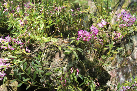 赤水市金钗石斛产业园,赤水市金钗石斛种植