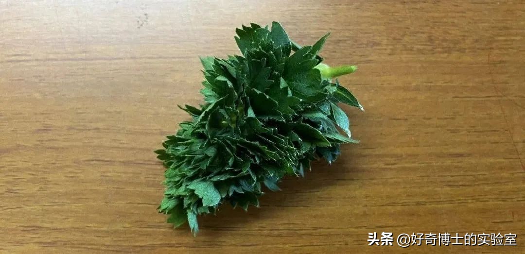 撸过猫撸过狗但你撸过“鱼”吗?